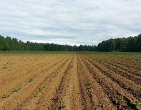 У Кропивницькому розширять територію кладовища