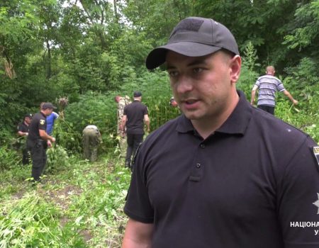 На Кіровоградщині виявили 6 плантацій конопель. ВІДЕО