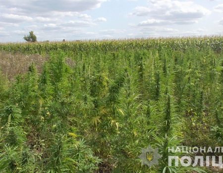 На Кіровоградщині поліцейські нарахували 123 тисячі рослин маку й коноплі, вилучених за 3 місяці. ФОТО