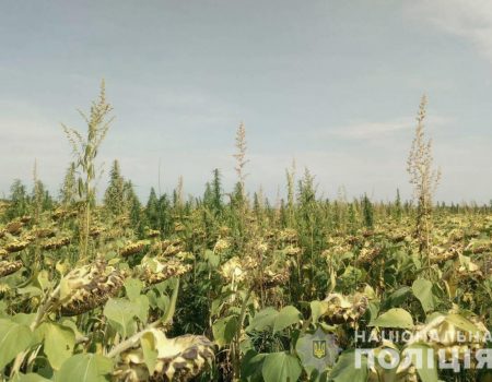 Поліцейські виявили 3 тисячі рослин коноплі, які були сховані між рядами соняшнику