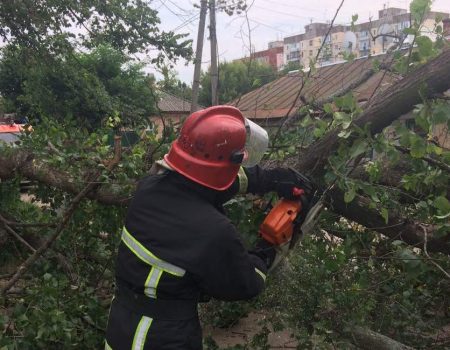 У Кропивницькому дерево впало на дорогу й перегородило рух транспорту