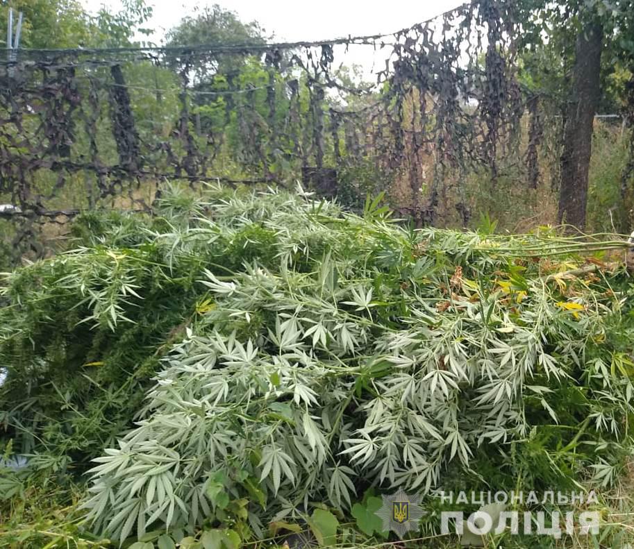 Кіровоградщина: поліцейські викрили 45-річного чоловіка, який вирощував вдома коноплі
