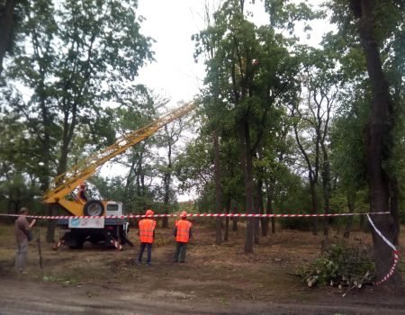 Громадськість таки врятувала більшу частину дерев у кропивницькому парку “Перемоги”