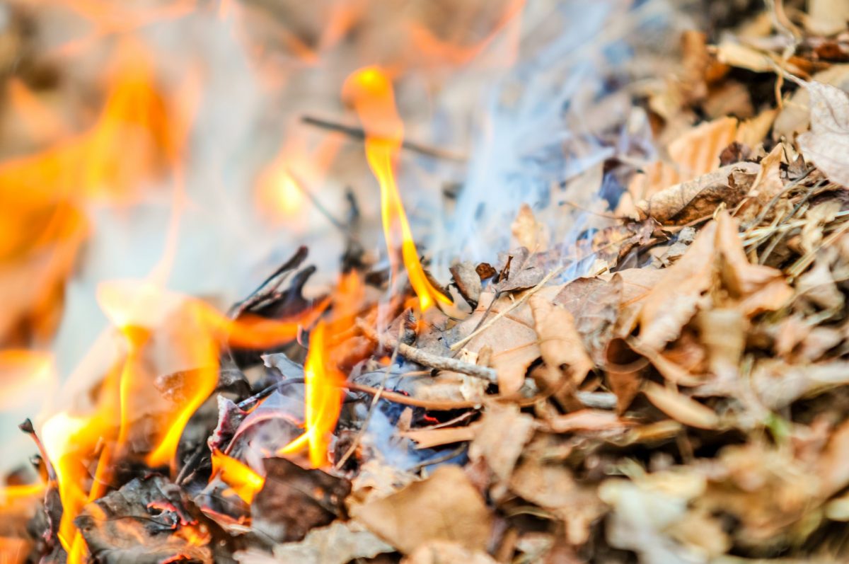 Спецінспекція Кропивницького попередила про рейди й штрафи тих, хто спалює листя