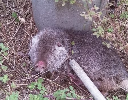 У Кропивницькому врятували пораненого бобра