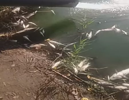Кропивницький: спеціалісти з’ясовують причини загибелі риби в Інгулі. ФОТО. ВІДЕО