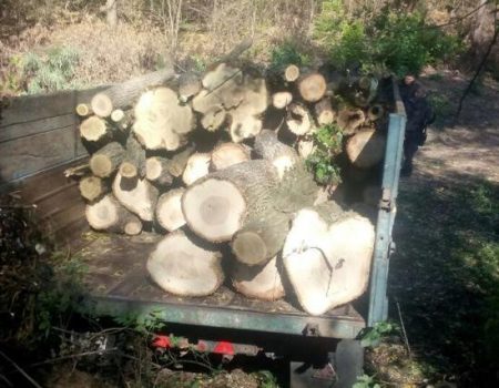 Десятьох “чорних лісорубів” затримала СБУ на Кіровоградщині. ФОТО