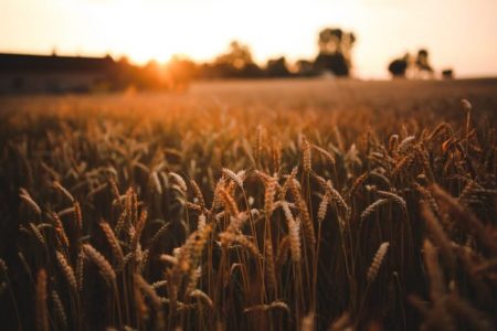 Більшість українців – проти запровадження продажу землі сільгосппризначення