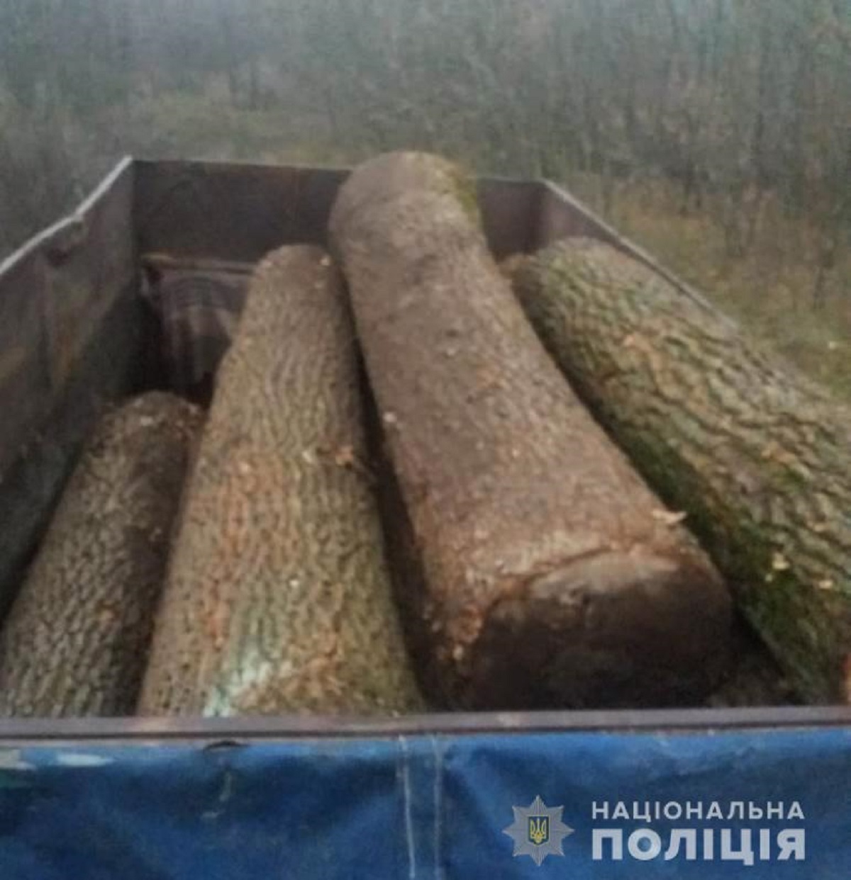 На Кіровоградщині затримали чоловіків, які незаконно вирубували дерева