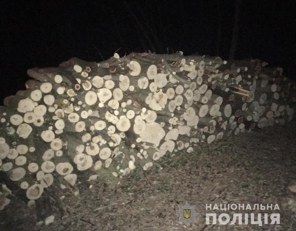 На Кіровоградщині викрили незаконну вирубку понад півтисячі дерев. ФОТО