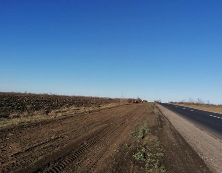 Вздовж траси Олександрівка-Кропивницький-Миколаїв висадять більше тисячі дерев