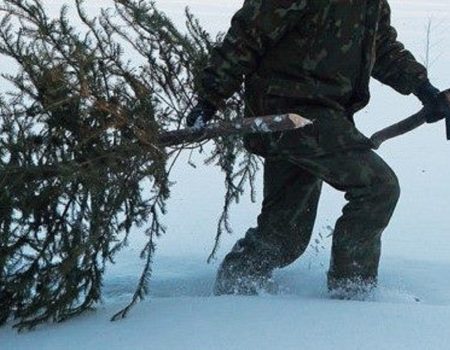 Держекоінспекція Кіровоградщини повідомила про розмір штрафу за незаконне вирубування ялинок