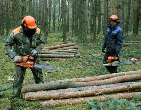 Трьох жителів Кіровоградщини підозрюють у незаконній порубці лісу