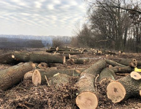 Онуфріївський лісгосп заперечує звинувачення в незаконній вирубці цінної породи дерев