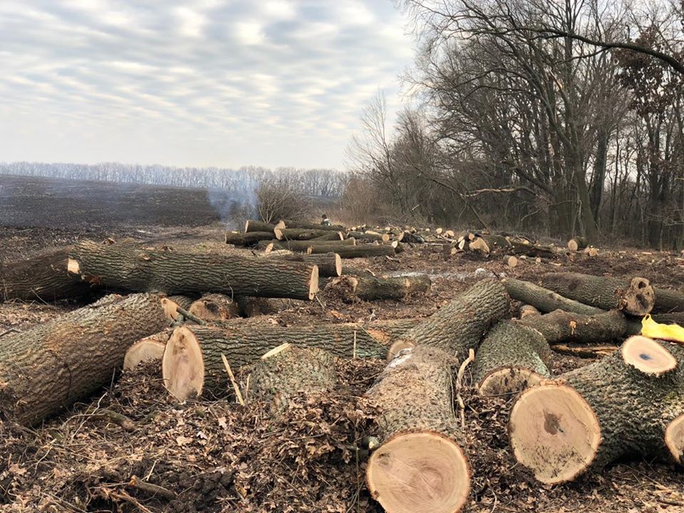 Онуфріївський лісгосп заперечує звинувачення в незаконній вирубці цінної породи дерев
