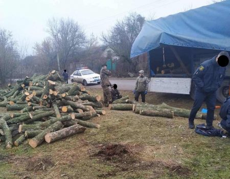 Лісорубу, який знищив майже на 3 мільйони дерев на Кіровоградщині, оголосили підозру