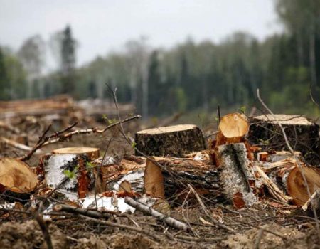 Кіровоградщина: сільського голову підозрюють в незаконній порубці дерев