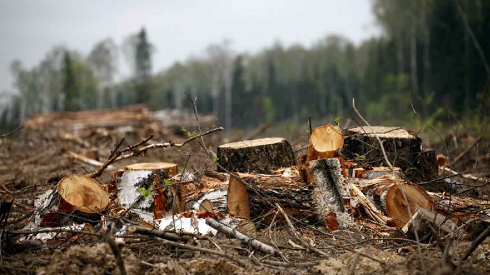 Кіровоградщина: сільського голову підозрюють в незаконній порубці дерев