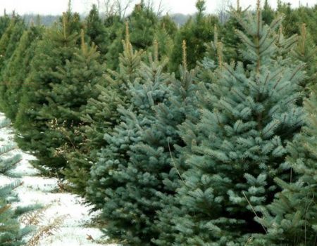 На Кіровоградщині лісівники виручили 42 мільони гривень за новорічні ялинки