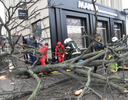 У Кропивницькому обстежать зелені насадження міста і визначать аварійні