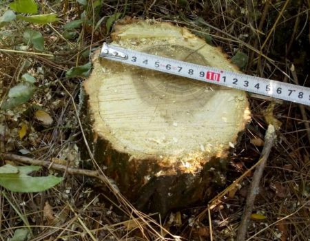 Чоловікам, які знищили 40 дубів і кленів на Кіровоградщині, загрожує в’язниця
