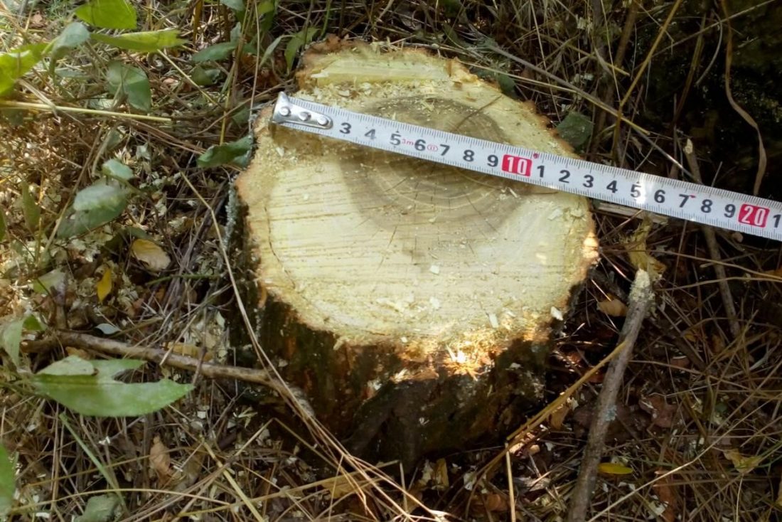 У Світловодську судитимуть полтавчанина за незаконну вирубку дерев