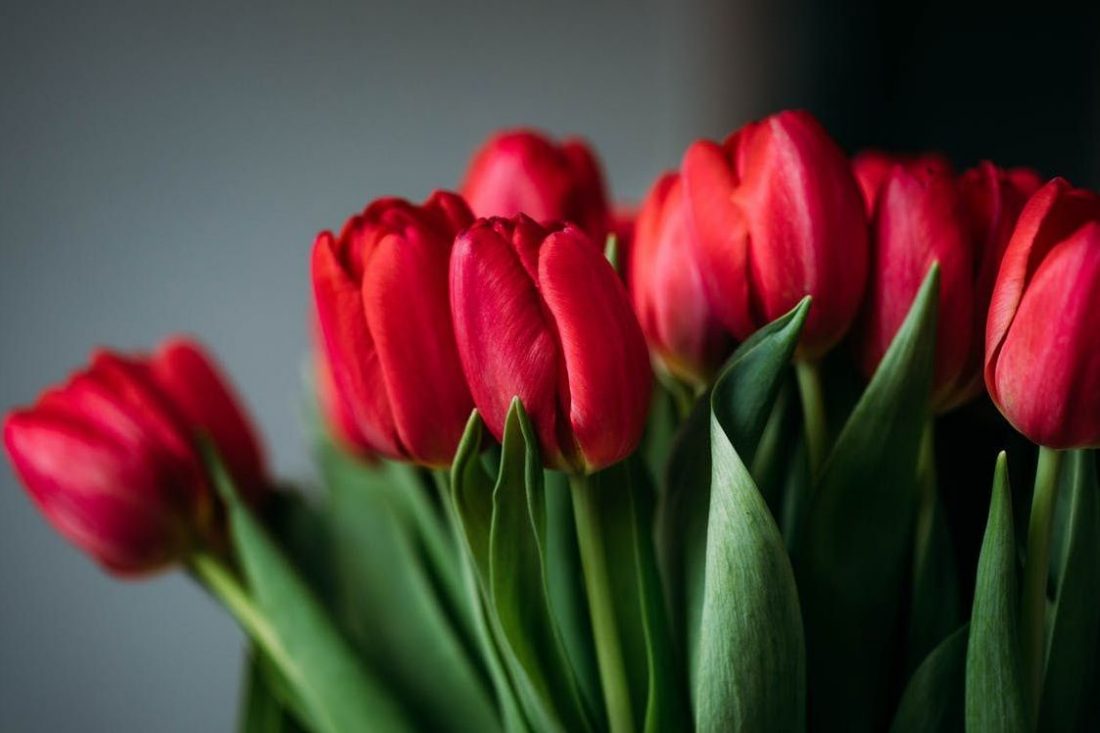 На Кіровоградщині до 8 березня виростили півтори тисячі тюльпанів