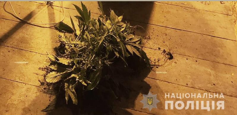 У &#8220;ботаніка&#8221; з Голованівського району вилучили вирощену в горщиках коноплю