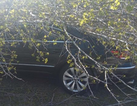 В Олександрії дерево впало на автівку