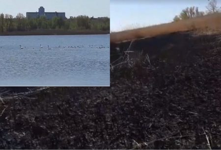 У Кропивницькому спалили очерет, де гніздяться лебеді. ВІДЕО