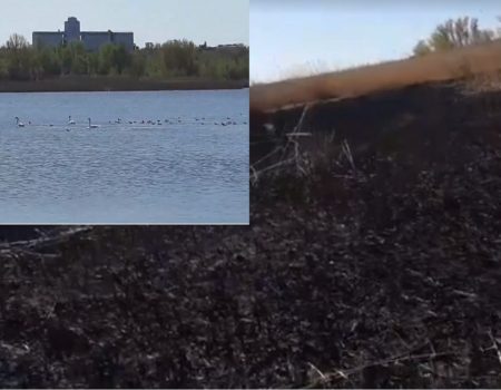 У Кропивницькому спалили очерет, де гніздяться лебеді. ВІДЕО