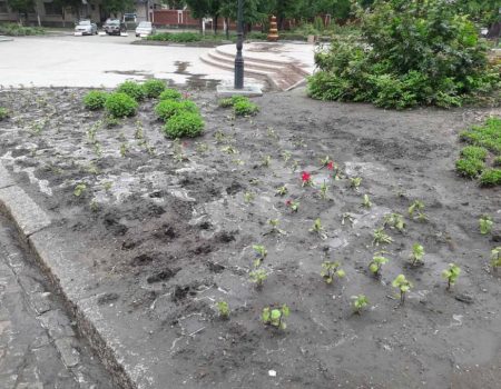 У Кропивницькому крадуть квіти з клумб, навіть перед судом у центрі міста