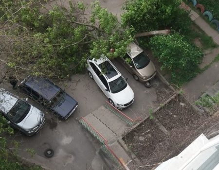 У Кропивницькому дерево впало на авто в дворі багатоповерхівки