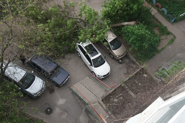 У Кропивницькому дерево впало на авто в дворі багатоповерхівки