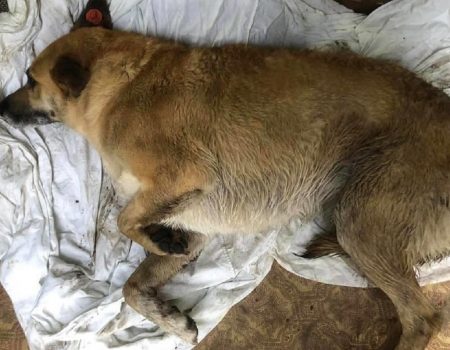 За останній місяць у Кропивницькому почастішали отруєння собак