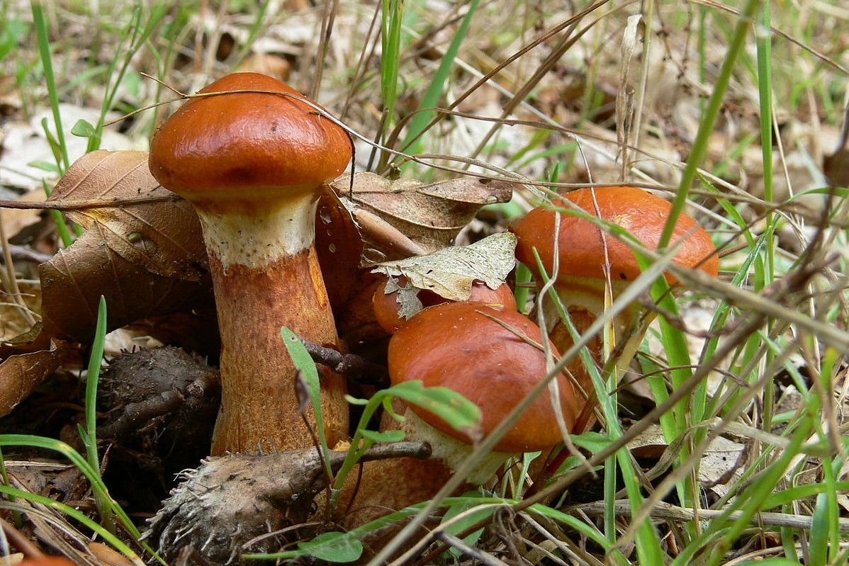 Перший в 2020 році житель Кіровоградщини отруївся грибами