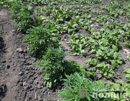 У жителя Кіровоградщини на городі знайшли майже півтори тисячі рослин коноплі