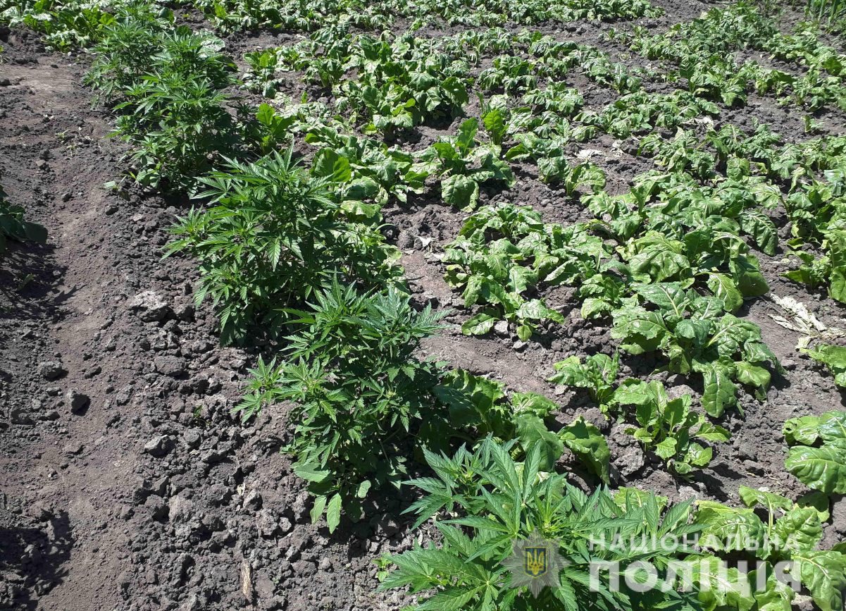 У жителя Кіровоградщини на городі знайшли майже півтори тисячі рослин коноплі