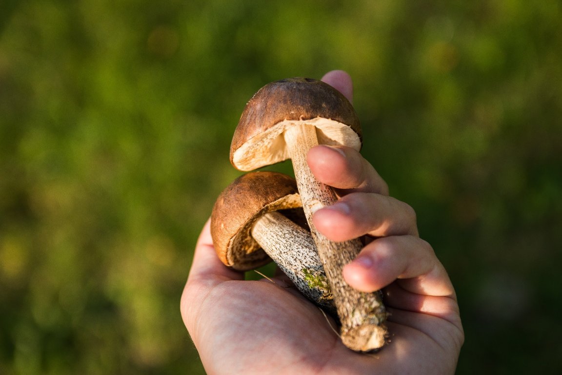 На Кіровоградщині дитина наїлася надворі отруйних грибів