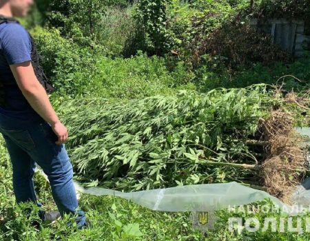 Правоохоронці затримали жителя Маловисківського району, який вирощував наркосировину