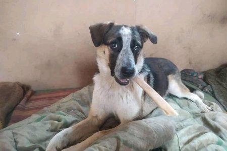Переповнений притулок для тварин у Бобринці на межі закриття