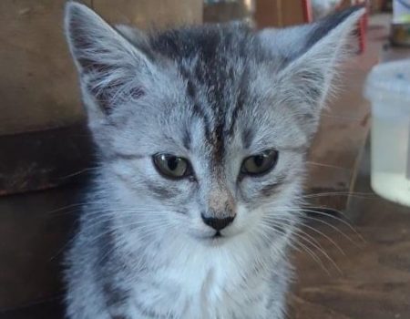 У Кропивницькому переповнений притулок для котів просить допомоги