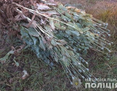 У жителя Кіровоградщини на городі знайшли понад 800 рослин маку