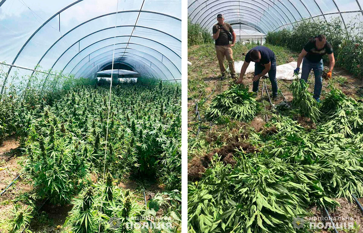 На Кіровоградщині поліцейські виявили теплиці з посівами близько тисячі рослин конопель. ФОТО
