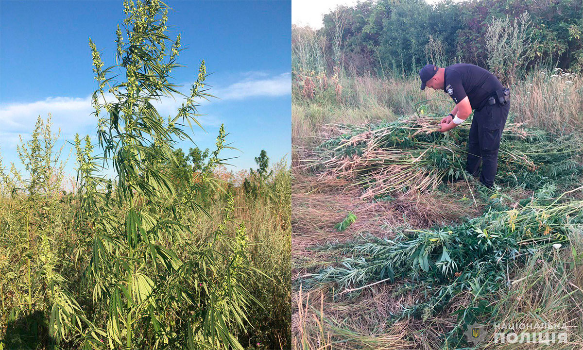 На Кіровоградщині поліцейські  знищили більше тисячі рослин конопель