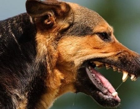 В Олександрійському районі скажена собака покусала трьох людей