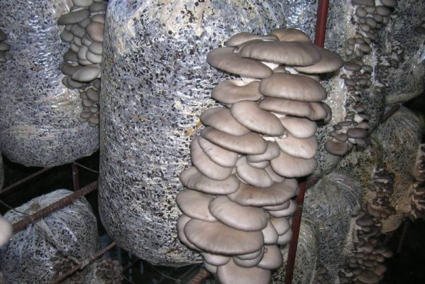У Кропивницькому жінка вирощувала гриби у підвалі багатоповерхівки