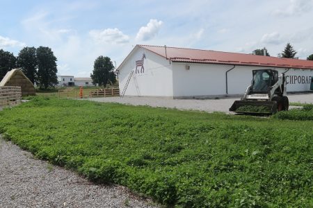 Де виробляють молоко богів та як прижилися альпійські кози на Кіровоградщині. ФОТО. ВІДЕО