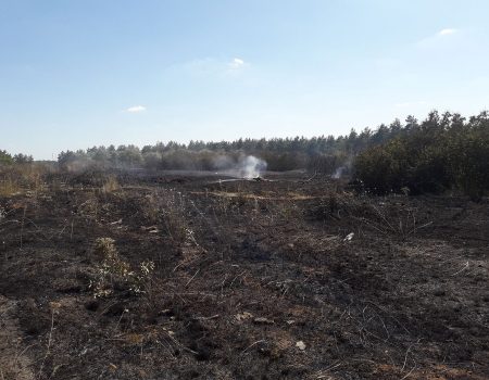 У Кропивницькому горів ліс поруч із житловими будинками. ФОТО. ВІДЕО