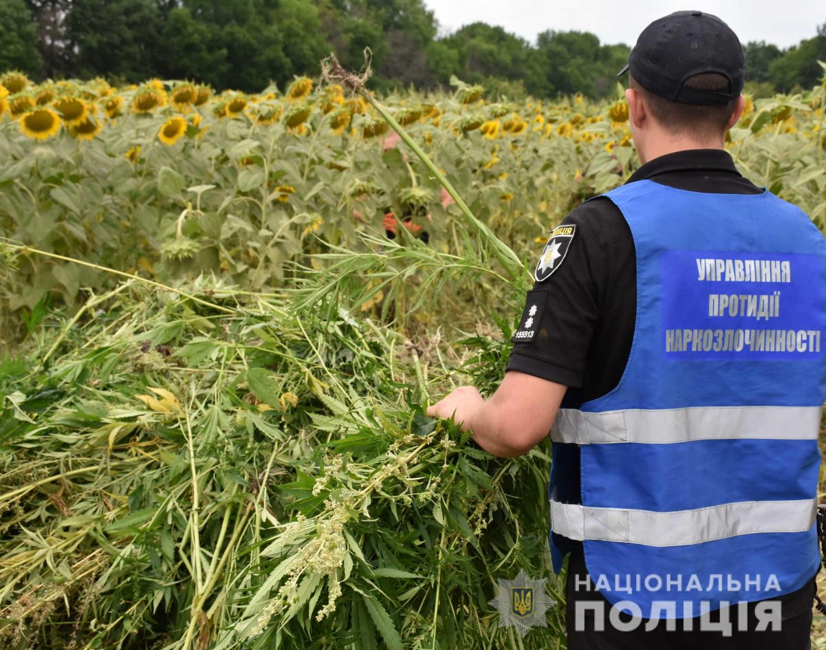 На Кіровоградщині ліквідували 3 гектара конопель, &#8220;замаскованих&#8221; під соняшникове поле. ФОТО. ВІДЕО